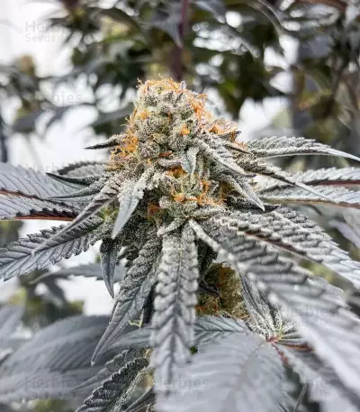 Mac N' Jack R1 feminisierte Samen (Ethos Genetics)