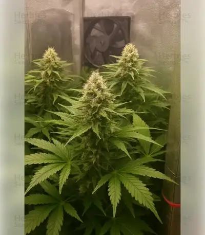 Northern Light (RQS) Cannabis-Samen