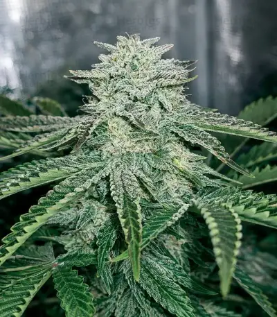Power Bud (Blackskull Seeds) Cannabis-Samen
