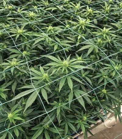 Purple (Ceres Seeds) Cannabis-Samen