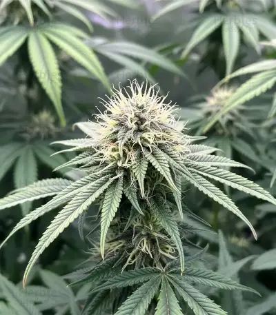 Soul Star (Dr. Underground) Cannabis-Samen