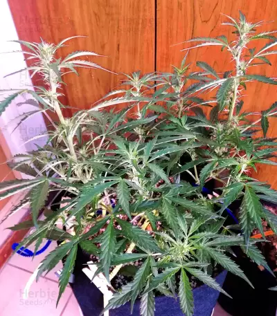 Stardawg (Blackskull Seeds) Cannabis-Samen