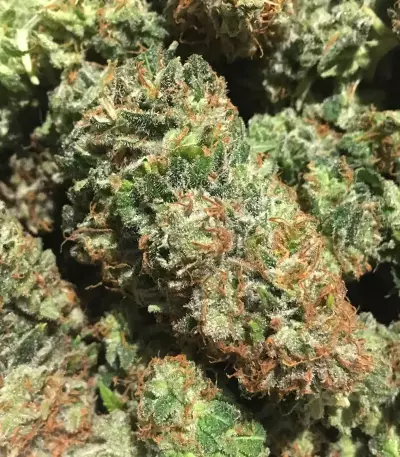 Strawberry Lemonade feminisierte Samen (Barney’s Farm)