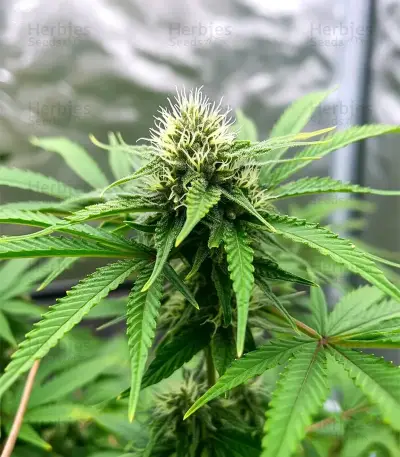 Sweet Critical CBD (00 Seeds)