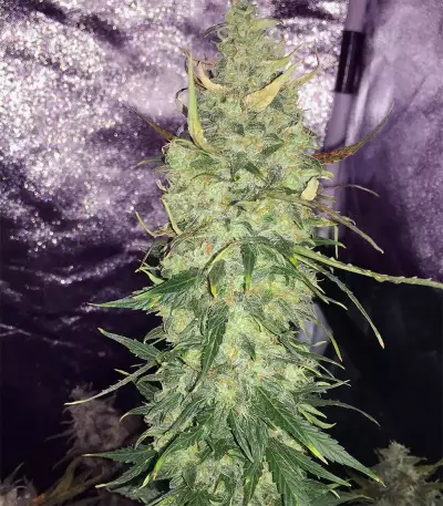 Trans Siberian Auto (Auto Seeds) Cannabis-Samen