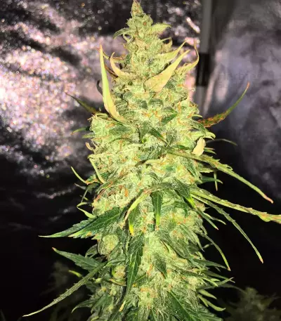 Trans Siberian Auto (Auto Seeds) Cannabis-Samen