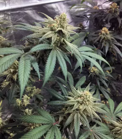 Wedding Cake (Original Sensible Seeds) Cannabis-Samen