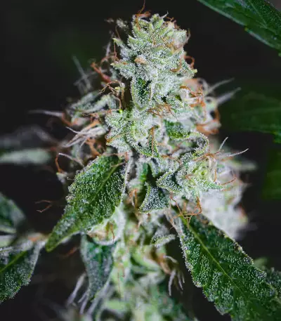 Sugar Bomb Punch (Dutch Passion) Cannabis-Samen