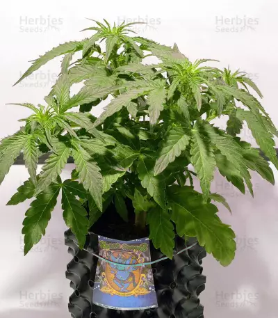 Sweet Pure Auto CBD (Sweet Seeds) Cannabis-Samen