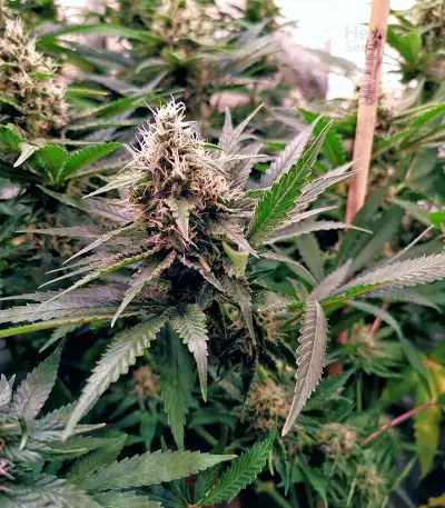 24K Gold (AKA Kosher Tangie) (DNA Genetics) Cannabis-Samen