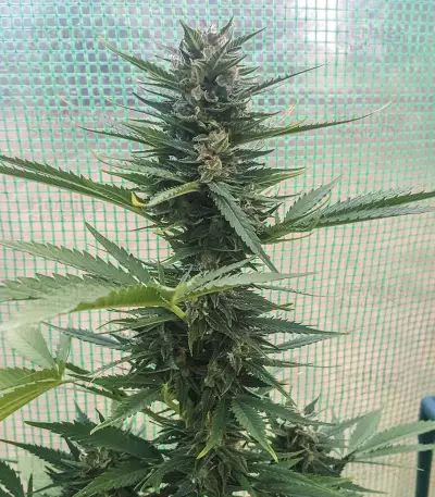 Auto Critical Soma (Advanced Seeds) Cannabis-Samen