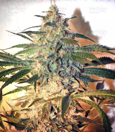 Brooklyn Mango (Dr. Underground) Cannabis-Samen