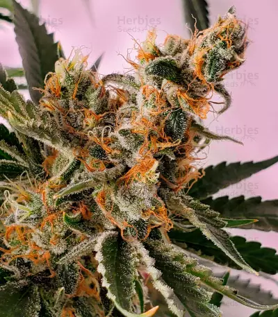 Bruce Banner Auto strain