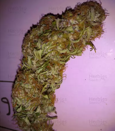 Bubble Bud (Blackskull Seeds) Cannabis-Samen