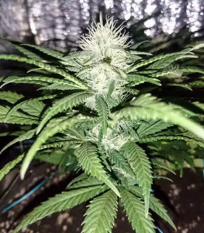 California Indica (Sensi Seeds)