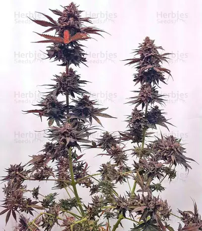Chocolate Mint OG (Humboldt Seeds Organization) Cannabis-Samen