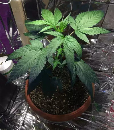 Crazy Mouse Cheese (Kera Seeds)
