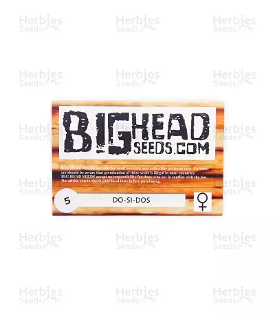 DO-Si-DOS (Big Head Seeds) Cannabis-Samen