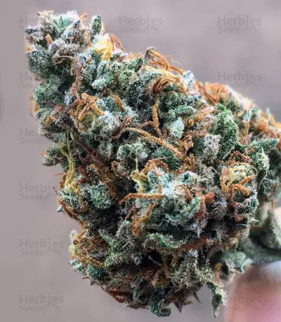 Dreamberry Auto (Auto Seeds) Cannabis-Samen