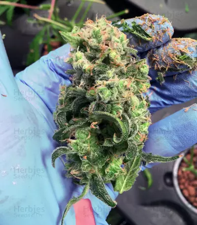 Five-O (Blackskull Seeds) Cannabis-Samen