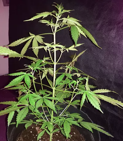 Fruit Cake (Seedstockers) Cannabis-Samen