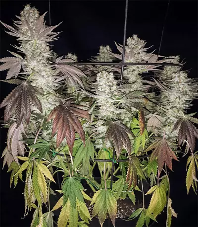 Gelato (BlimBurn Seeds) Cannabis-Samen