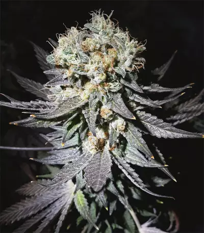 Gelato (BlimBurn Seeds) Cannabis-Samen