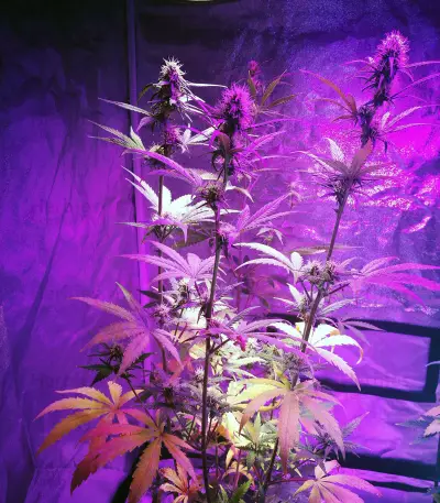 Girl Scout Cookies (Original Sensible Seeds) Cannabis-Samen
