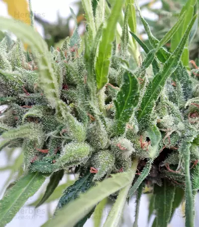 Malawi Regular (Ace Seeds) Cannabis-Samen