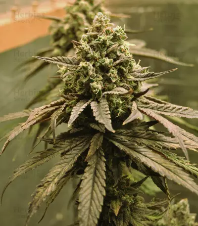 NYC Diesel (Zambeza Seeds) Cannabis-Samen