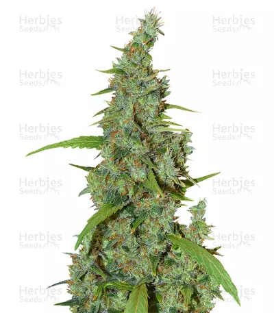 Neville's Haze Mango Regular (Mr. Nice Seedbank) Cannabis-Samen