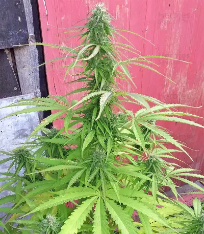 Northern Lights Autoflower feminisierte Samen (Seedstockers)