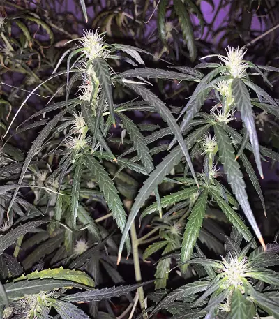 Old Dirty Biker regular (Karma Genetics) Cannabis-Samen