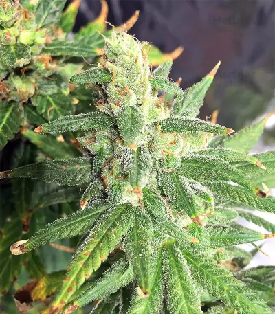 Pakistan Chitral Kush Standard (Ace Seeds) Cannabis-Samen