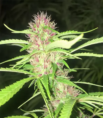 Panama Haze (Ace Seeds) Cannabis-Samen