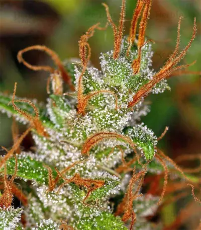 Panama Haze (Ace Seeds) Cannabis-Samen