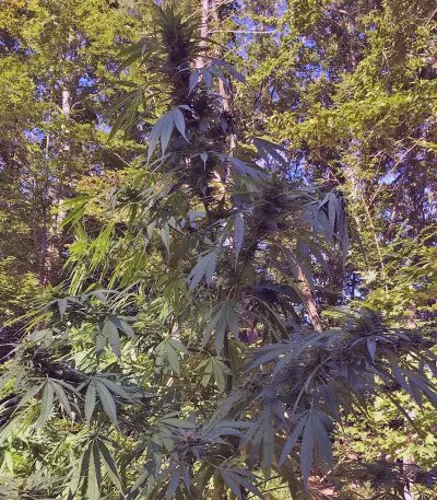 Pineapple Punch regular (Flying Dutchmen) Cannabis-Samen