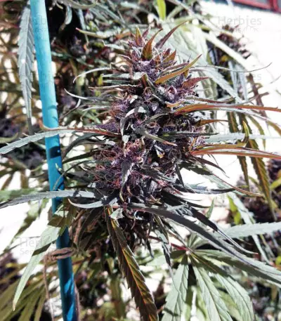 Purple Haze x Malawi Regular (Ace Seeds) Cannabis-Samen