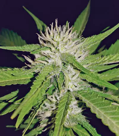 Sapphire OG (Humboldt Seeds Organization) Cannabis-Samen