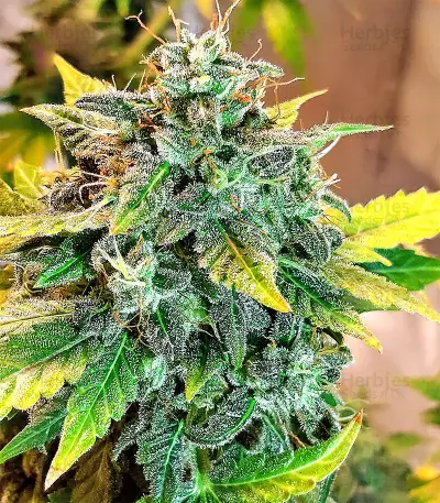 Sticky Fingers Autoflower (Seedstockers) Cannabis-Samen