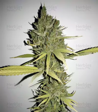 Sweet Cheese XL Auto (Sweet Seeds) Cannabis-Samen