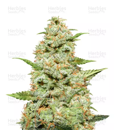 Tangie Regular (Reserva Privada) Cannabis-Samen