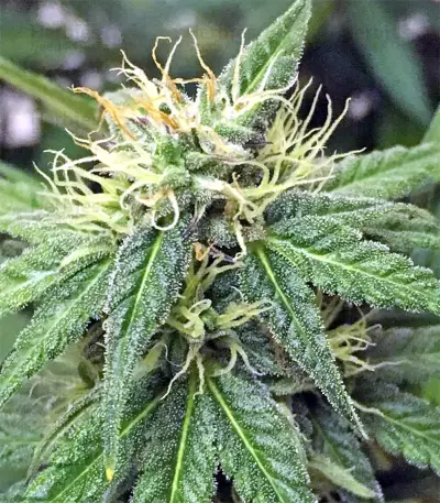 Thai Chi (Ace Seeds) Cannabis-Samen