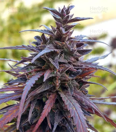 Thai Chi (Ace Seeds) Cannabis-Samen