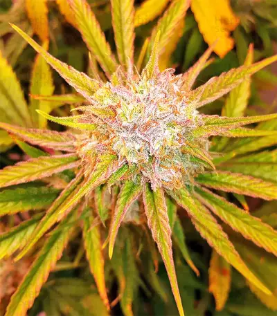 Triangle Kush Auto (Mephisto Genetics) Cannabis-Samen