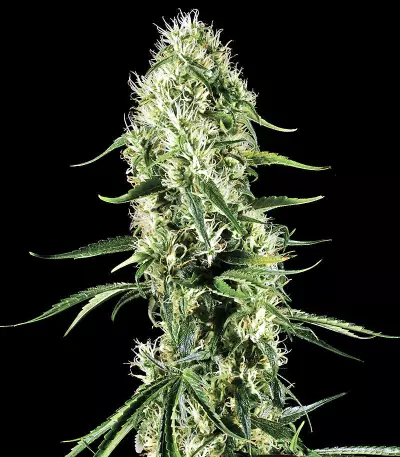 Triple Scoop (DNA Genetics) Cannabis-Samen