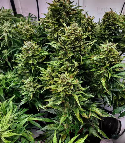 Waist Deep Auto (Heavyweight Seeds) Cannabis-Samen