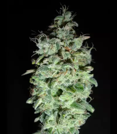 X18 Pure Pakistani Regular (Reserva Privada) Cannabis-Samen