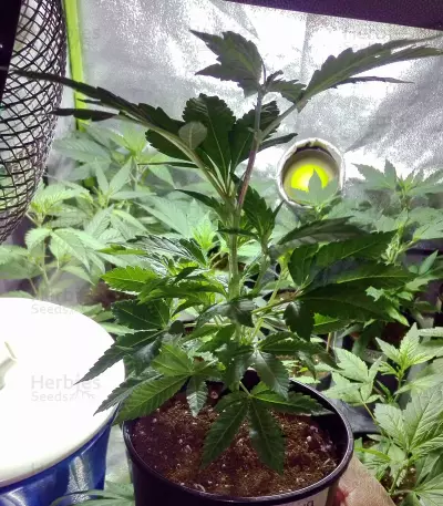 X18 Pure Pakistani Regular (Reserva Privada) Cannabis-Samen