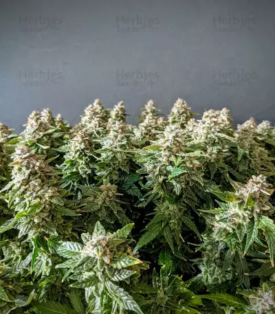 Auto Euforia (Dutch Passion) Cannabis-Samen